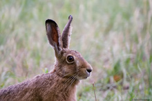 Mein Name ist Hase