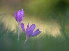 Frische Blüten im Spätsommer