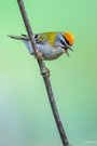 Der Vogelzug ist in vollem Gange