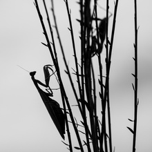 Mantis mal anders