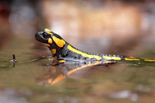 Feuersalamander