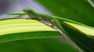 Grüngecko...