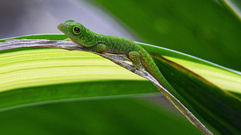 Grüngecko...