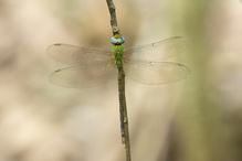 Gynacantha bayadera