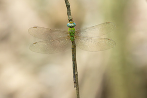 Gynacantha bayadera