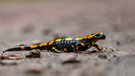 Feuersalamander mit kleinem Mitreisenden
