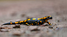 Feuersalamander mit kleinem Mitreisenden