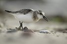 Sanderling
