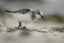 Sanderling