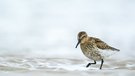 "...Alpenstrandläufer..."