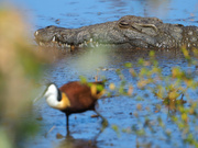 Am Kariba-See