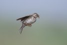 Wiesenpiper