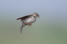 Wiesenpiper