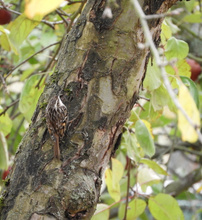 Gartenbaumläufer