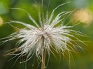 Pulsatilla nach dem Regen