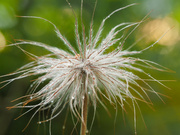 Pulsatilla nach dem Regen
