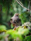 Amsel in Österreich