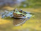 Ein Teichfrosch ...