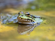 Ein Teichfrosch ...