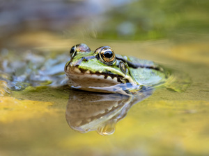 Ein Teichfrosch ...