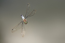 Flugakrobat