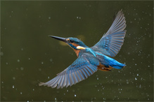 Eisvogel