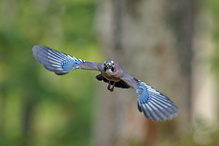 im Anflug