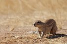 Ein Kap-Borstenhörnchen