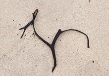 Strandkunst