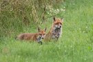 Rotfuchs - Fähe mit Jungtier