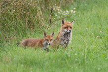 Rotfuchs - Fähe mit Jungtier