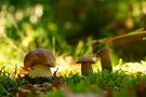 In Gesellschaft