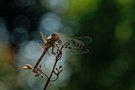 Heidelibelle mit Bokeh