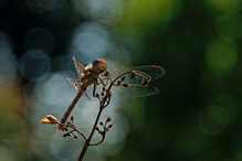 Heidelibelle mit Bokeh