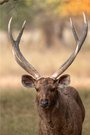 Sambar Hirsch