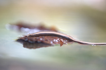 Blindschleiche