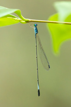 Teinobasis olivacea