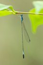 Teinobasis olivacea