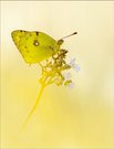 Die Goldene Acht