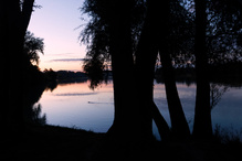 Donaubiber