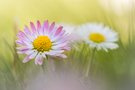 Kleine Schönheiten - Gänseblümchen -