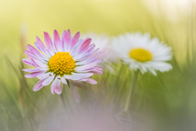 Kleine Schönheiten - Gänseblümchen -