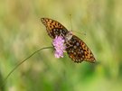 Feuriger Perlmuttfalter (Fabriciana adippe)