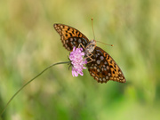 Feuriger Perlmuttfalter (Fabriciana adippe)