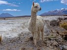Alpaka auf einer Hochebene in Peru