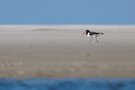 Als Strandläufer..