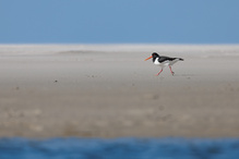 Als Strandläufer..