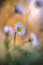 Gänseblümchen (Altglas)