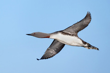 Der Überflieger