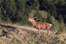 Hirschbrunft